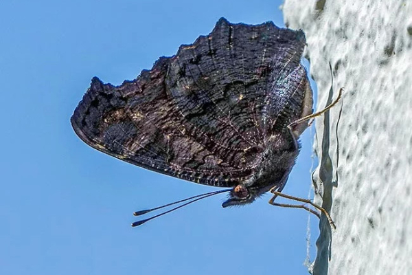 Paon du jour (Aglais io), remarquer les ailes noires dessous © Monaco Nature Encyclopédia